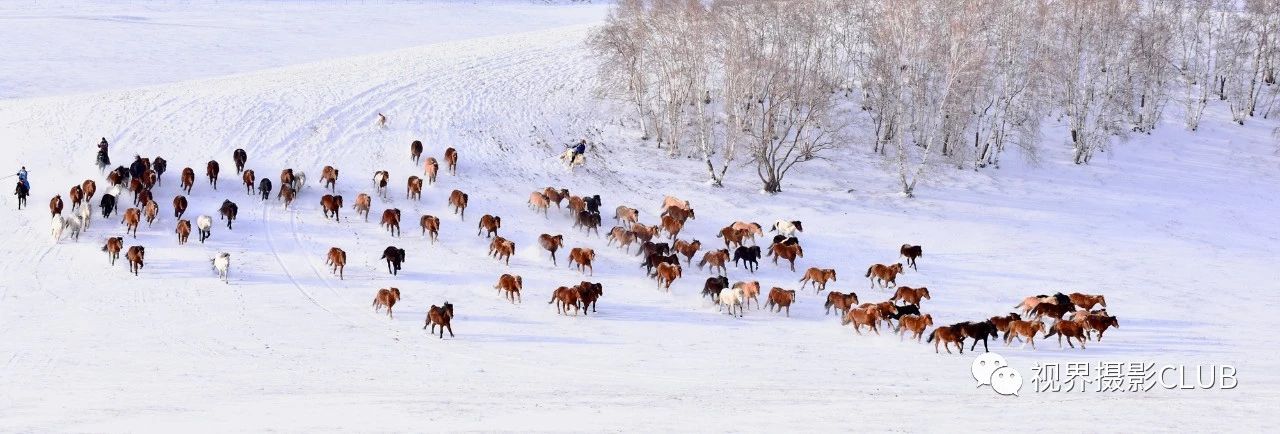 冬季乌兰布统坝上雪地奔马金山岭长城六天摄影